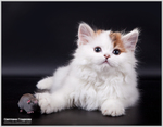  IMG_9233 (700x547, 213Kb)