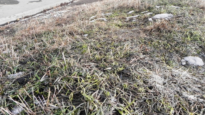 DSCN8728 (700x393, 302Kb)