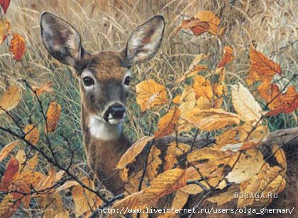 1257955595_brenders-autumn-lady-deer (420x308, 107Kb)