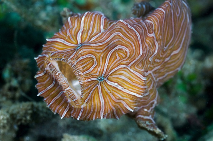 2.  - (. Psychedelic Frogfish, . Histiophryne psychedelica). (700x464, 114Kb)