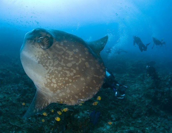 4. - (. Ocean Sunfish, . Mola mola) (700x541, 103Kb)