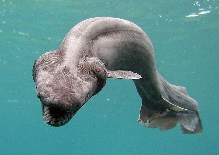 6.  (. Frilled Shark, . Chlamydoselachus anguineus) (700x495, 122Kb)