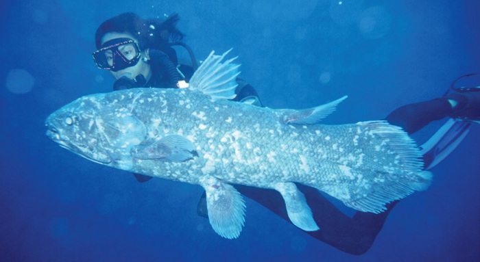 7.   (. Indonesian Coelacanth, . Latimeria menadoensis) (700x383, 65Kb)