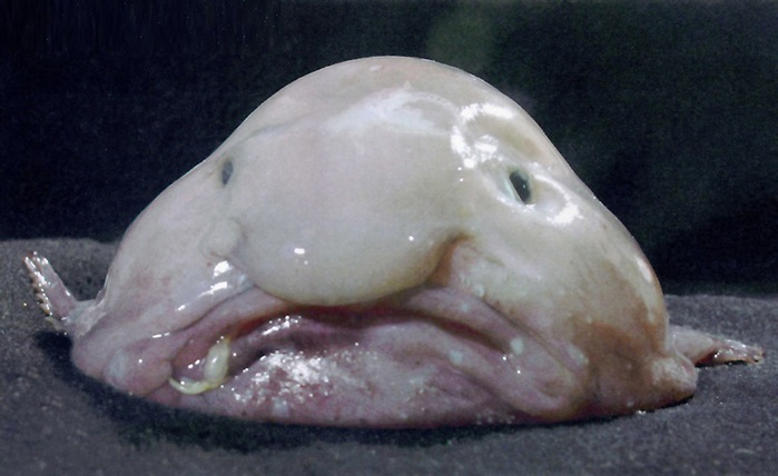 9. - (. Blobfish, . Psychrolutes marcidus) (700x428, 77Kb)