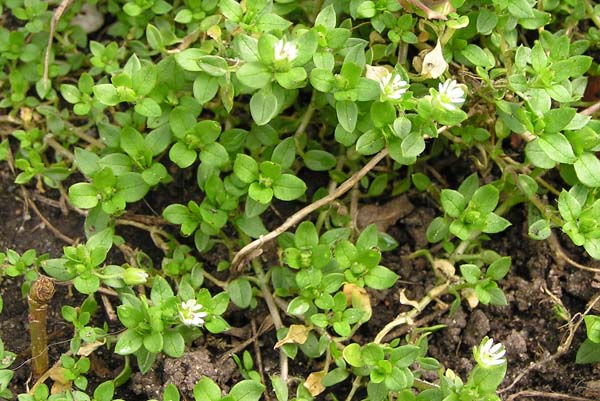 P4130151 (600x401, 98Kb)