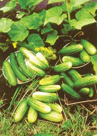 cukes10 (190x267, 16Kb)