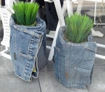  7-21-jeans-plant-1 (450x393, 80Kb)