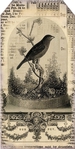  bird under cloche ~ black ~ lilac-n-lavender (351x700, 252Kb)