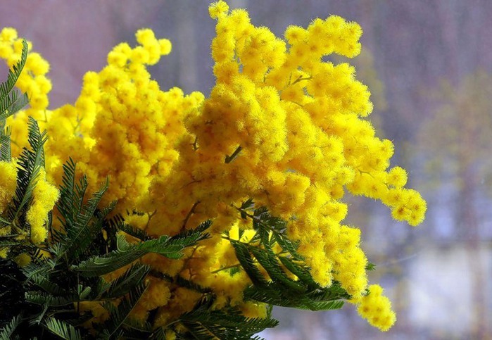 1609363_Mimoza (699x483, 104Kb)