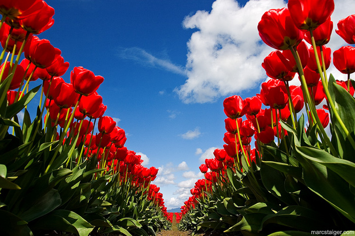 18097169_skagit_valley_tulip_festival_by_stranj (699x466, 236Kb)