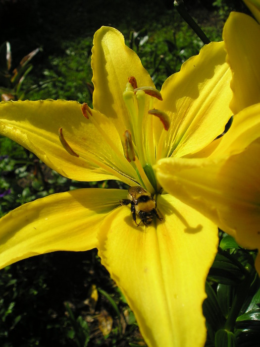 P8060048 (525x700, 93Kb)