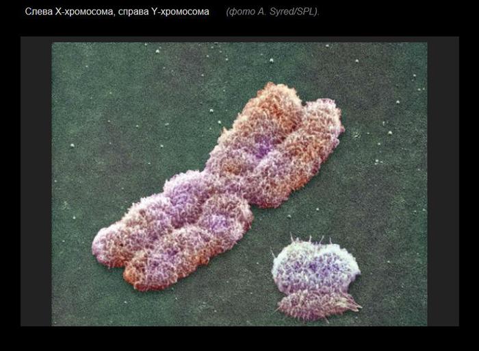 3422645_hromosomi (700x512, 53Kb)