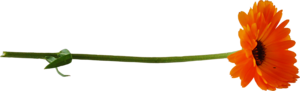 0_8531c_f1154077_M (300x91, 19Kb)