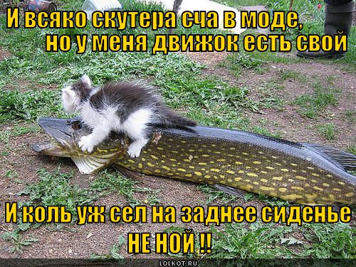 bud-muzhykom-bleat_1359202024 (500x375, 88Kb)
