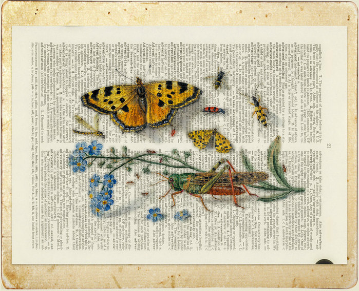 Зеленые страницы бабочки 2 класс. Страница бабочка. Зеле́ные страницы бабочки. Книга зеленые страницы про бабочек. Зеленые страницы бабочки.