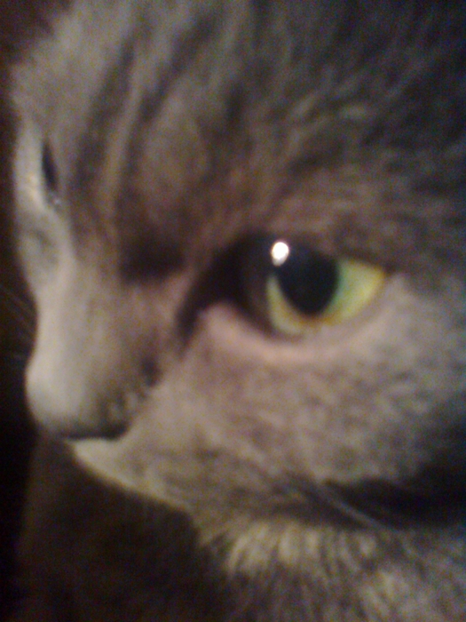 656041_Foto0115 (525x700, 271Kb)