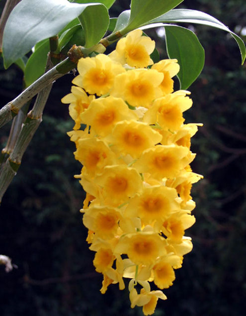 5151828_dendrobium_densiflorum1_1 (495x635, 67Kb)