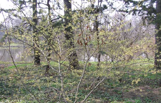 P4140093 (555x356, 92Kb)