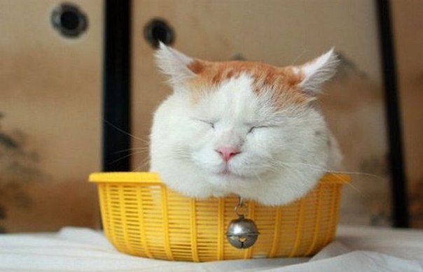 смешные коты фото 1 (604x389, 34Kb)