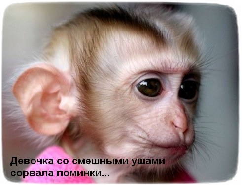 large (491x376, 50Kb)