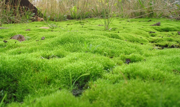 moss (600x357, 134Kb)