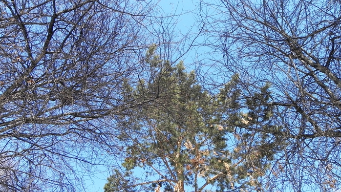 DSCN8777 (700x393, 324Kb)