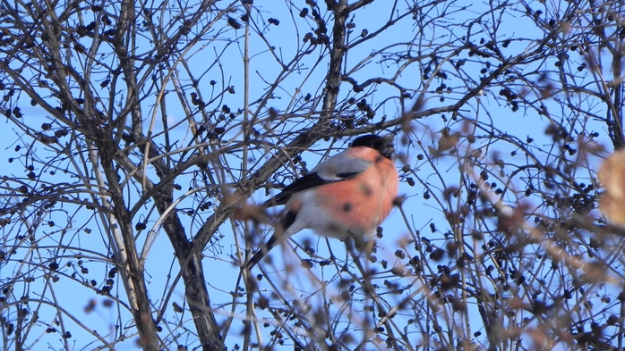 DSCN8807 (700x393, 303Kb)