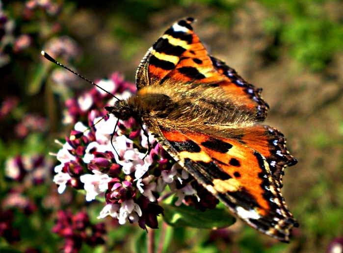 4737833_P7180027 (700x516, 299Kb)