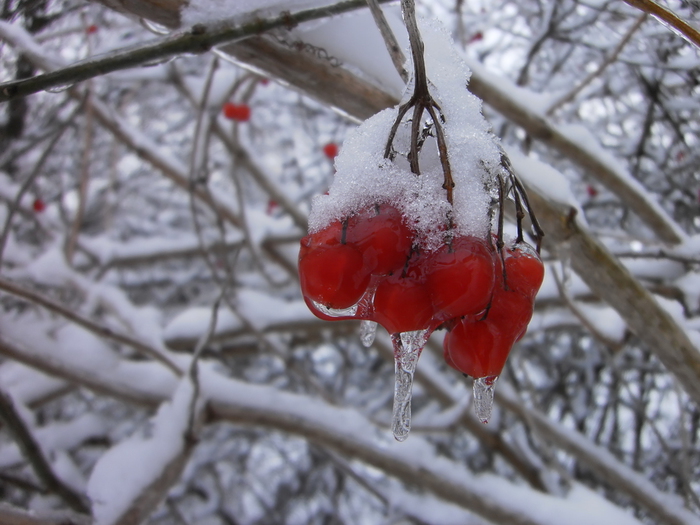 Eisbeeren-a30089668 (700x525, 229Kb)