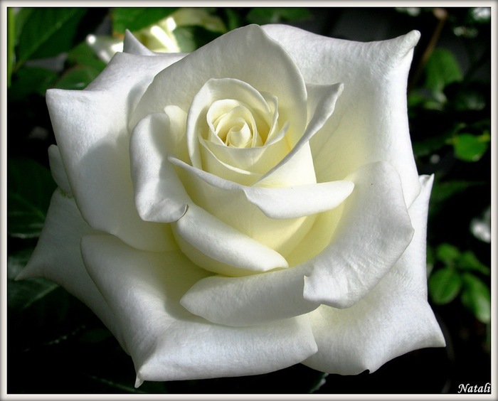 4686903_0_7b779_51e3f295_XL (700x564, 85Kb)