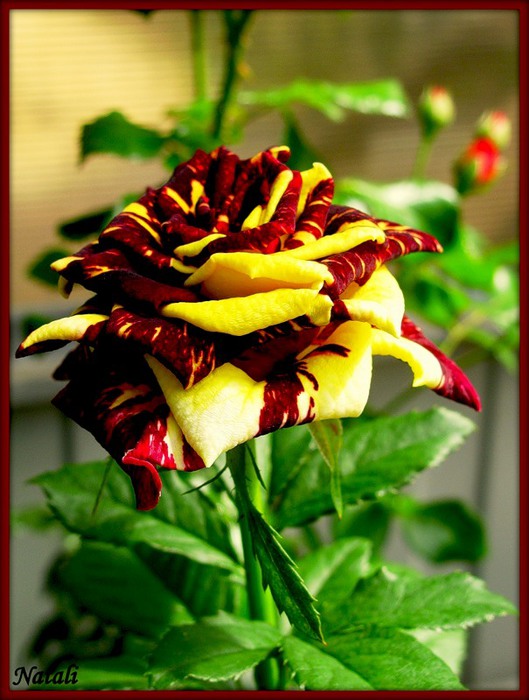 4686903_0_7c320_8a4b307d_1XL (529x700, 98Kb)