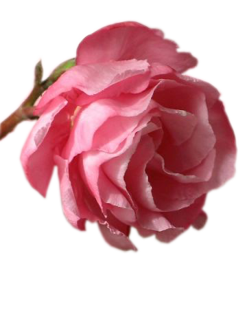     (360x480, 143Kb)