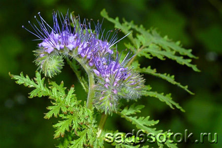 phacelia-tanacetifolia (450x300, 63Kb)