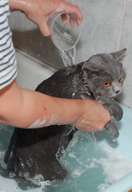 Надо купать кошек. Мытье кошки. Британский кот купается. Кота моют. Кошка моется.