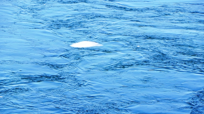 DSCN8834 (700x393, 260Kb)