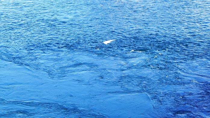 DSCN8854 (700x393, 280Kb)