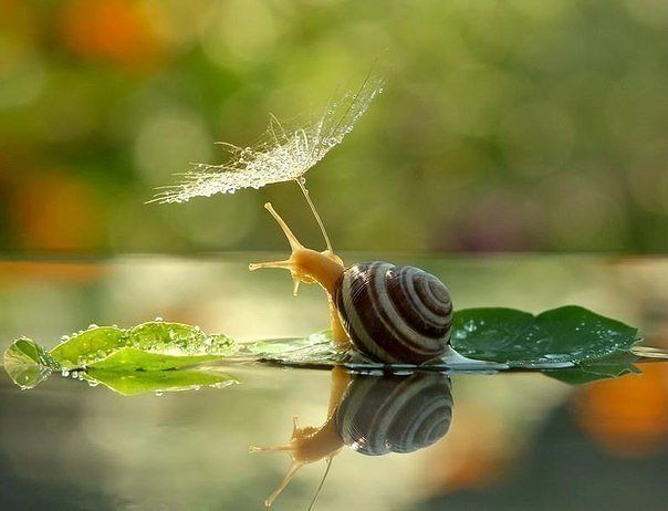 getImage (604x462, 36Kb)