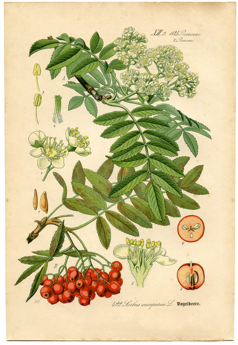 Botanical+-Antique-GraphicsFairysm (482x700, 431Kb)