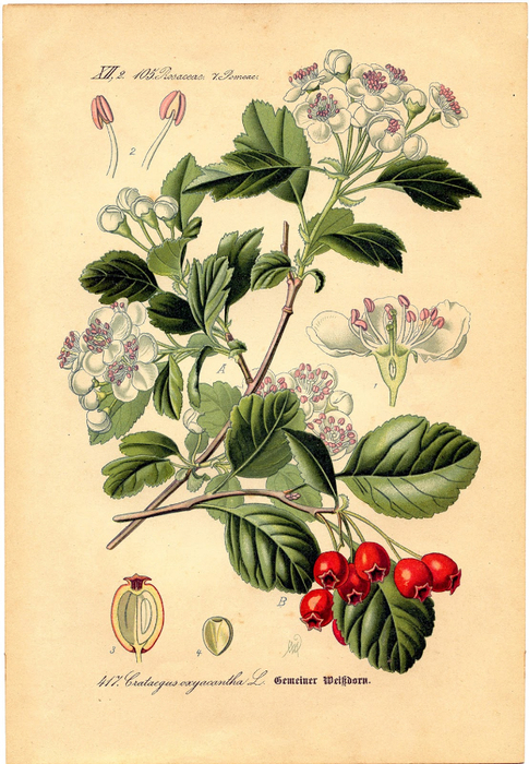 botanical-berry-Graphics-Fairy-sm (485x700, 453Kb)