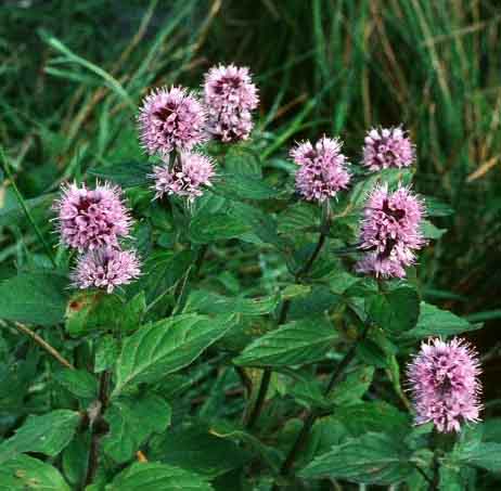 Mentha_aquatica_Pomyata_vodna (462x453, 48Kb)