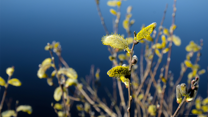 487091_sinij_vetka_zheltyj_fon_makro_cvet_1920x1080_(www.GdeFon.ru) (700x393, 295Kb)