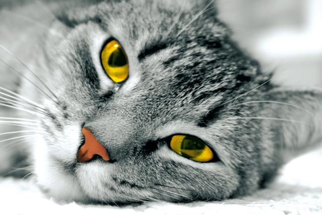 cat_yellow-0 (649x434, 46Kb)