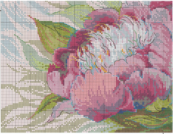 Stitchart-rozovye-piony3 (700x544, 712Kb)