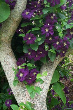 clematis-violette (250x377, 51Kb)