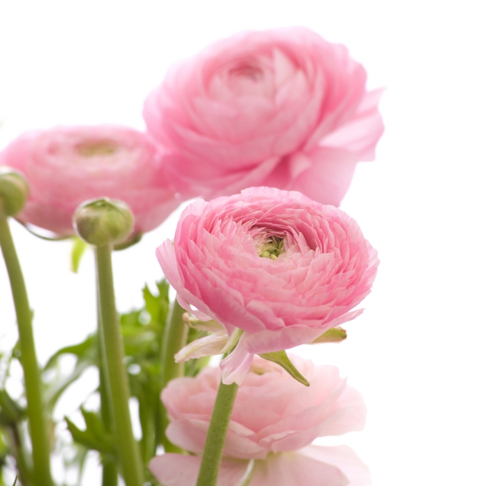 pink-ranunculus (700x700, 172Kb)