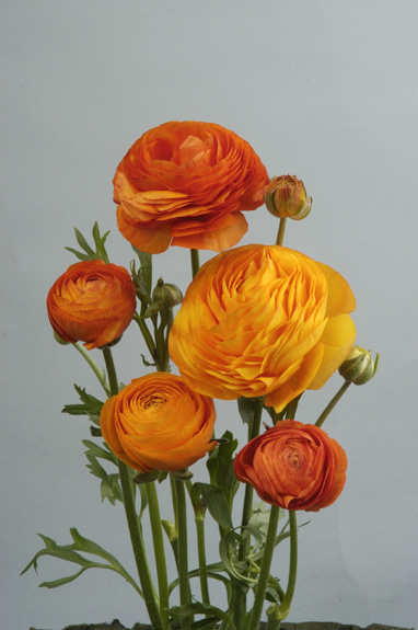 Ranunculus (382x575, 77Kb)