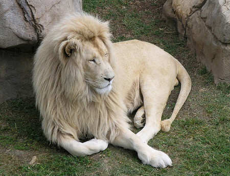blacklion02 (450x344, 68Kb)