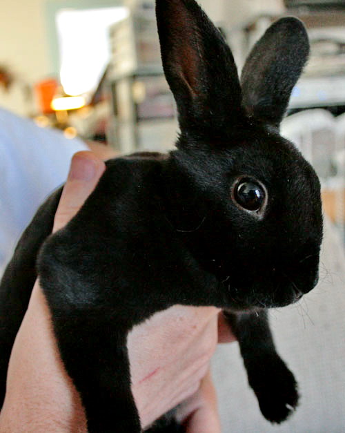 Black bunny фото