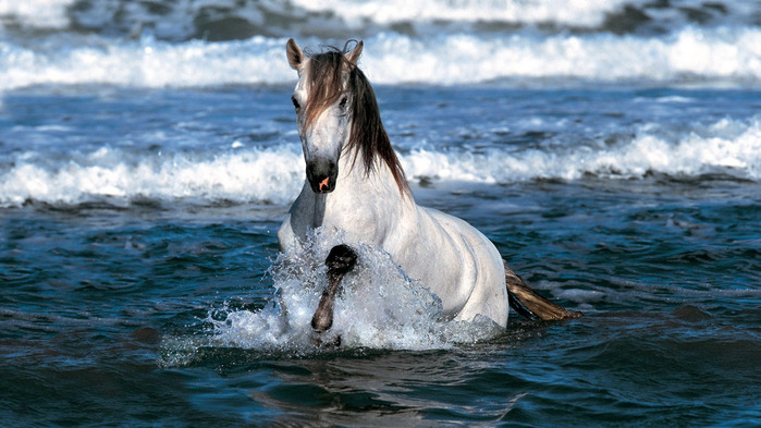 white-Horse-wallpaper-1366x768 (700x393, 115Kb)