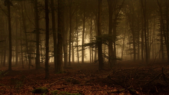 99px_ru_wallpaper_22505_Les_v_tumane (700x393, 124Kb)